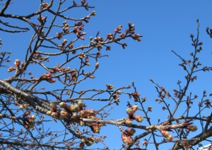 蕾の桜の木
