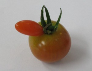 変形トマト　2